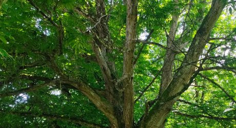 La vie des arbres face au changement climatique