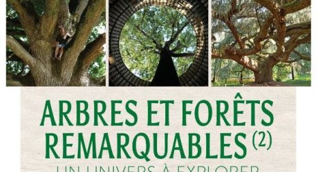 Arbres et forêts remarquables, un univers à explorer